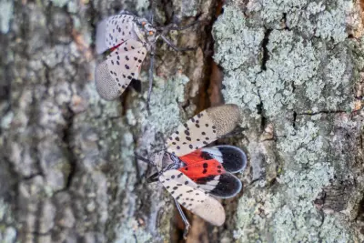 ‘If you see them, squish them’: Local arborist on the return of spotted lanternflies