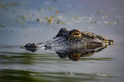 Dear Abby: Should I tell my neighbor about the alligator in the lake we swim in?