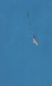 Dolphin calf reunited with mother after being freed from fishing net