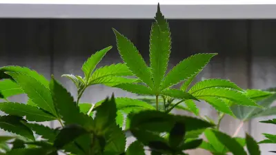 San Diego dispensaries allowed to stay open longer as city needs more tax money