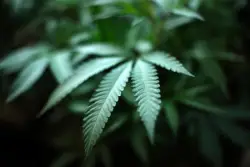 Suspended cannabis testing lab has appealed and will sue regulators, owner says