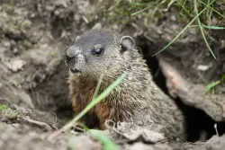 New Jersey groundhog with rabies goes berzerk, bites two people outside bar — before being put to death