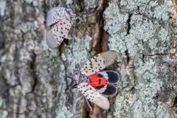 ‘If you see them, squish them’: Local arborist on the return of spotted lanternflies