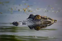 Dear Abby: Should I tell my neighbor about the alligator in the lake we swim in?