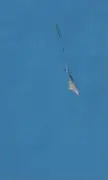 Dolphin calf reunited with mother after being freed from fishing net