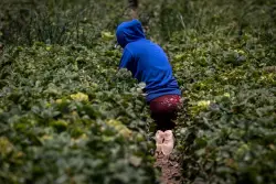 To protect underage farmworkers, California expands oversight of field conditions