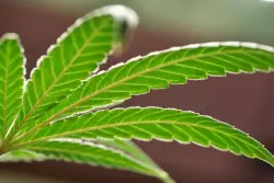 Massachusetts has sold $8 billion worth of weed since 2018, CCC announces