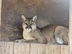 Injured mountain lion successfully rehabilitated and released