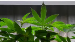 San Diego dispensaries allowed to stay open longer as city needs more tax money