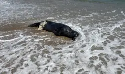 Sharks chomping on seals off Massachusetts, feasting on dead whale off Long Island