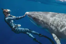 Stream It or Skip It: ‘Shark Whisperer’ on Netflix, Documenting Ocean Ramsey’s Mission to Flip the Script on Sharks